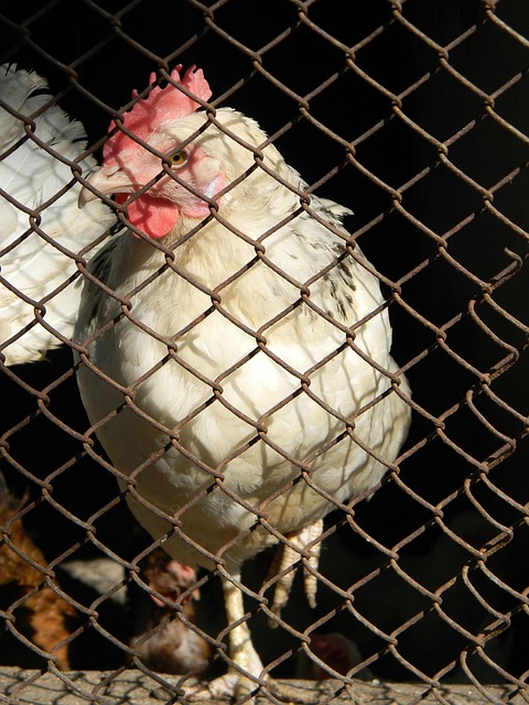 球范围内受 球范围内受