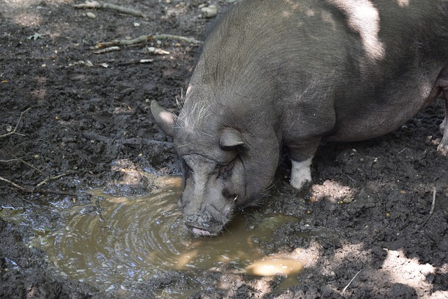 76人或遭淘汰！怒吼天尊痛批恩比德 要求提升表现.